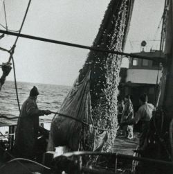 Ein "Hief" kommt an Deck. Bild von der Arbeit auf See auf einem Glückstädter Dampflogger 