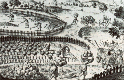 Kohlernte vor der Stadt um 1700 - Gemüsegärten hießen "Kohlhöfe"