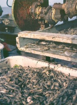 Grau und transparent fallen lebende Krabben aus der Siebmaschine auf einem Krabbenkutter 