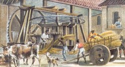 Gleich nach dem Ernten kam das Zuckerrohr in die „Mühle“ 