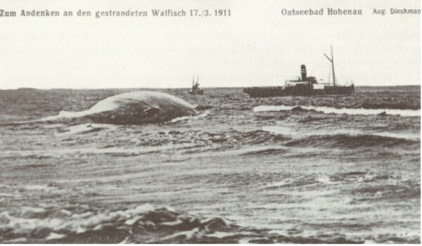  Beitragsbild für Walstrandung 1911
