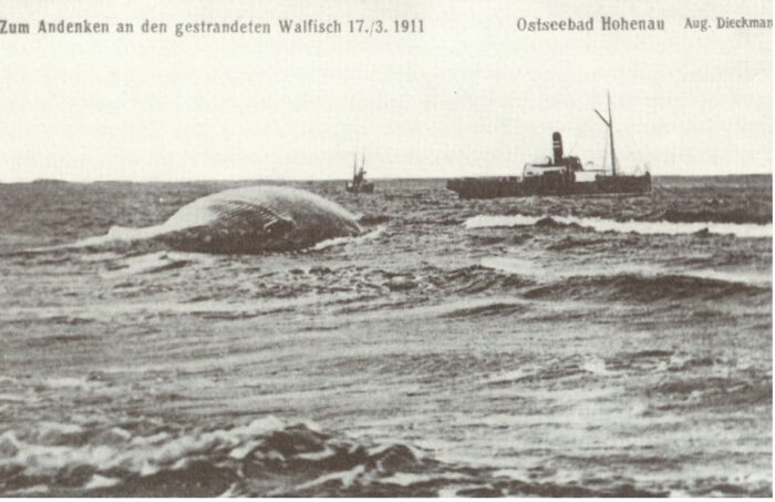  Beitragsbild für Walstrandung 1911